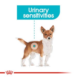 for dogs with urinary sensitivities